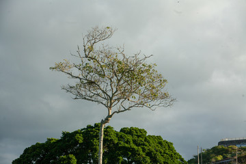 Forte Barão do Rio Branco