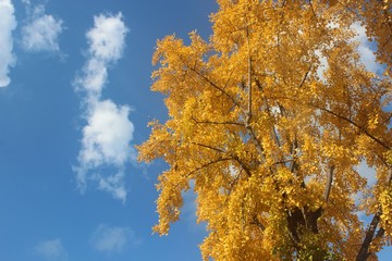 Fototapeta premium 은행나무