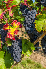 Weinrebe mit großen roten Trauben und Beeren und bunten Weinblättern in Nahaufnahme