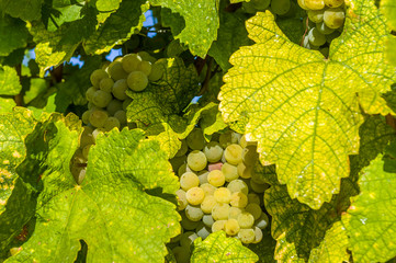 helle weiße Trauben, Beeren und buntes Blatt an der Weinrebe, Nahaufnahme