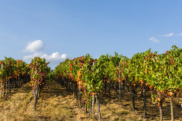 Fototapeta na wymiar Weinreben und Weinstöcke mit herbstfarbenen Blättern bei blauem Himmel