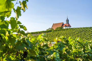 Weinberg, Wallfahrtskirche Maria im Weingarten und blauer Himmel bei Sonnenschein nahe der Stadt Volkach, umrahmt von Weinreben und Weinblätter