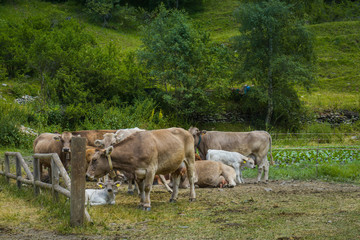 Wild cows in Andorra.