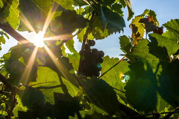 Weinrebe mit Blättern und roten Trauben und Beeren im Gegenlicht von der Abendsonne durchleuchtet mit Sonnenstern