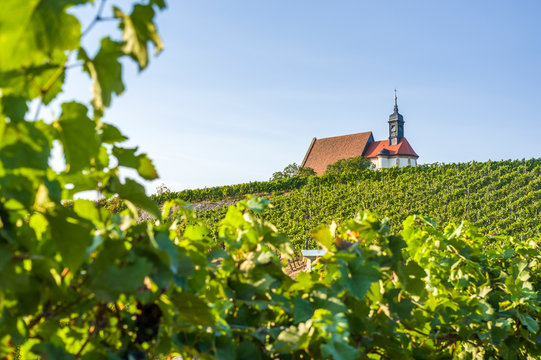 Weinberg, Wallfahrtskirche Maria im Weingarten und blauer Himmel bei Sonnenschein nahe der Stadt Volkach, umrahmt von Weinreben und Weinbl&auml;tter