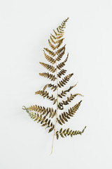 Fern leaf on white background. Flat lay, top view.