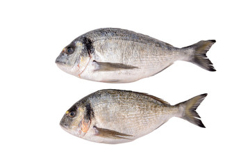 Two fresh dorada fishes isolated on white background