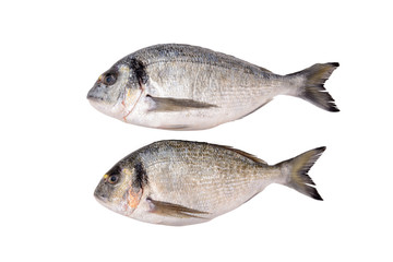 Fototapeta premium Two fresh dorada fishes isolated on white background