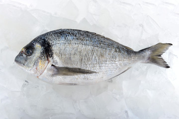 Fresh dorada fish on the ice