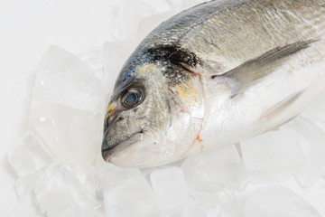 Fresh dorada fish on the ice