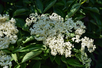 European black elderberry (Sambucus nigra)