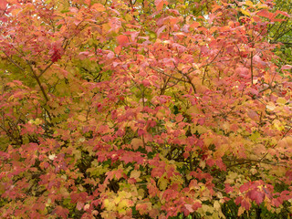 (Viburnum opulus) Feuilles palmées rougeoyante et vert pâle du viorne obier en automne