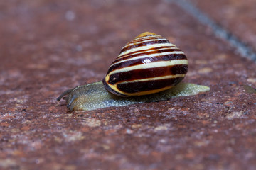 Schnecke