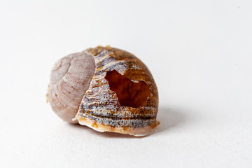 Schnecke