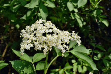 Blooming elderflower