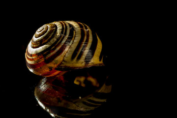 Schnecke