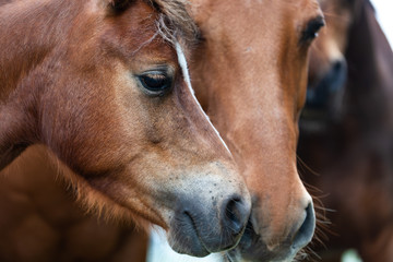Fototapeta premium Pferdeschnauzen