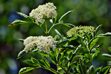 Blooming elderflower
