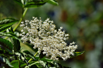 Blooming elderflower