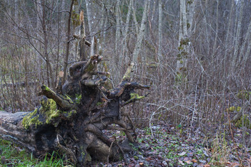 A big old fallen tree roots in the forest.