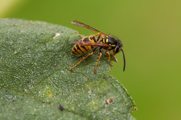 Wespe auf Blatt
