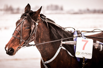 Horse racing in the winter on ice