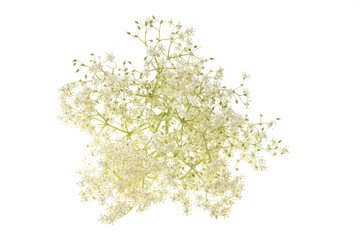 Elderflower blossoms isolated on a white background