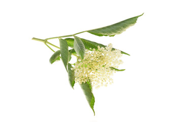 Obraz premium Elderflower and leaves isolated