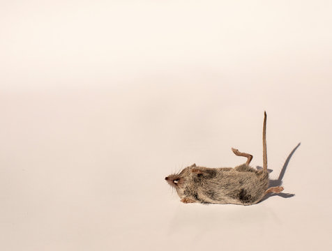 Dead mouse with gnawing teeth, tiny hands and tiny black nose, lying on a white background, killed by a cat, a predator killed his prey.
