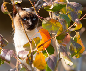 Siamese cat climbing on the tree