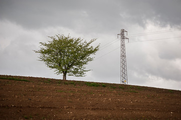 A tree and electricity pylon, against grey cloudy sky
