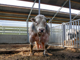 Belgian blue bull with a ring in his nose, big balls, with yellow ear tags, standing, in a stable...