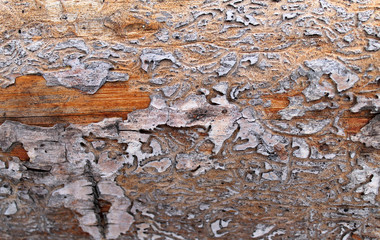 The old wood texture with natural patterns. Inside the tree background. Old grungy and weathered grey wooden wall planks texture background