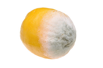 Lemon with mold isolated