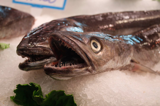 Fisch auf Eis