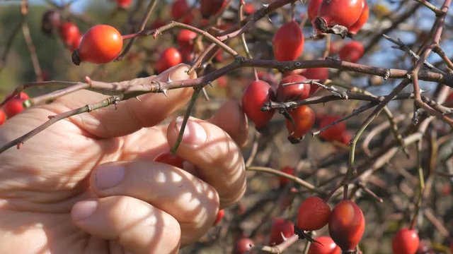 Man hand picking wild rose hip in a nature. Harvesting sweet briar, dog rose