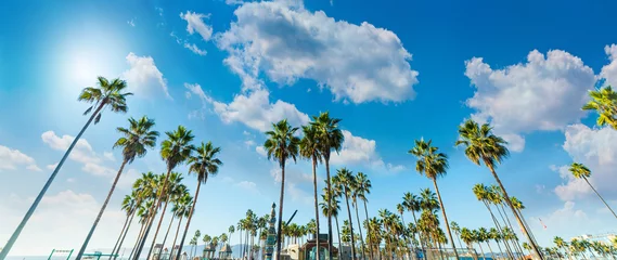 Fototapeten Hohe Palmen in Venice Beach in Los Angeles © Gabriele Maltinti