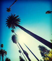 Tall palm trees under a shining sun in Los Angeles