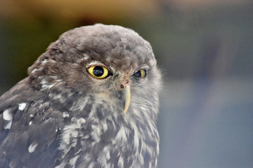 Portrait of cute australian owl ( Ninox boobook) looking big eyes