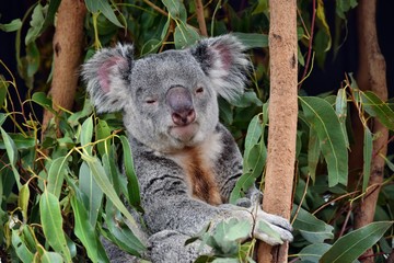 Fototapeta na wymiar Cute koala looking on a tree branch eucalyptus