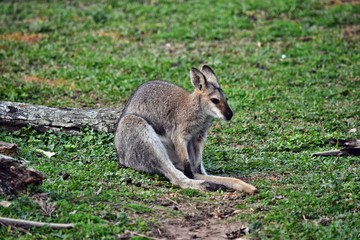 Young cute wild gray wallaby kangaroo