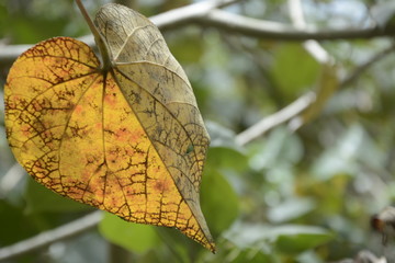 Obraz premium yellow leaf, yellow leaf heart shape