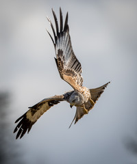 Red Kite in flight