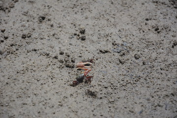  small crab,  planeta ivertebrados caranguejos © Rayanne
