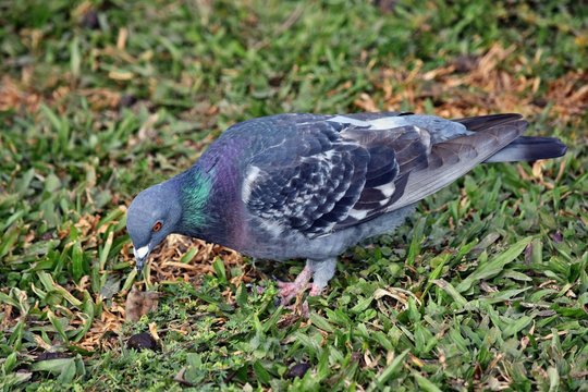 Beautiful pigeon bird standing on grass