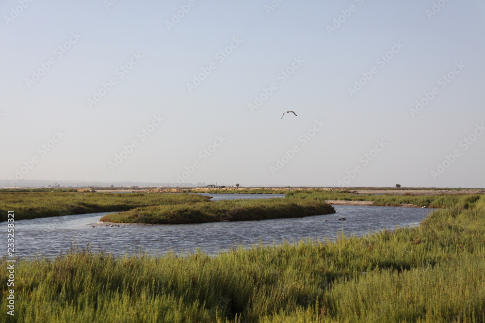 Poster GAVIOTA