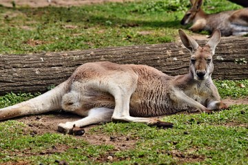  Wild red kangaroo resting in the park