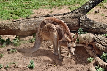  Wild red kangaroo standing on the grass in the park