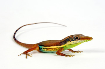 Naklejka premium Caribikanolis (Anolis hendersoni) - Anole Hendersona