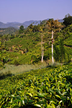 Tea fields in Sri Lanka